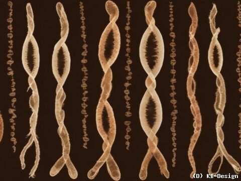 Die Ursprünge und die Evolution der Geschlechtschromosomen bei Braunalgen** Die Ursprünge und die Evolution der Geschlechtschromosomen bei Braunalgen**