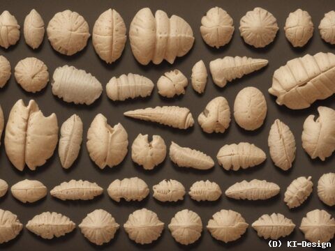 ** Die ältesten Hinweise auf Insektenplagen in der Erdgeschichte ** Die ältesten Hinweise auf Insektenplagen in der Erdgeschichte