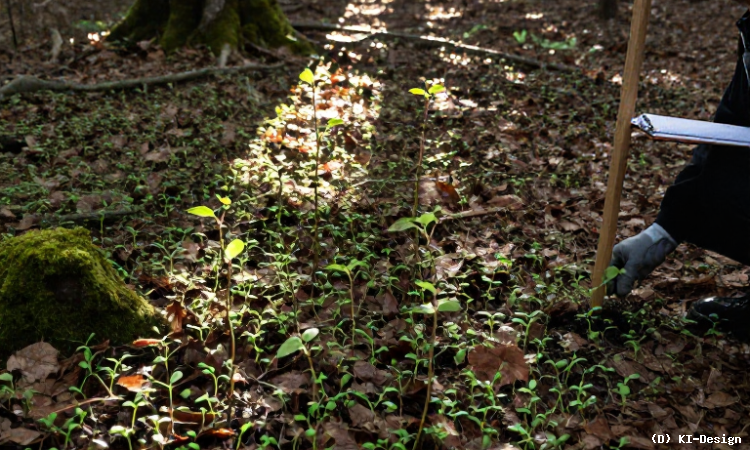 Einfluss der frühen Wachstumsphase auf die langfristige Überlebensfähigkeit von Bäumen**