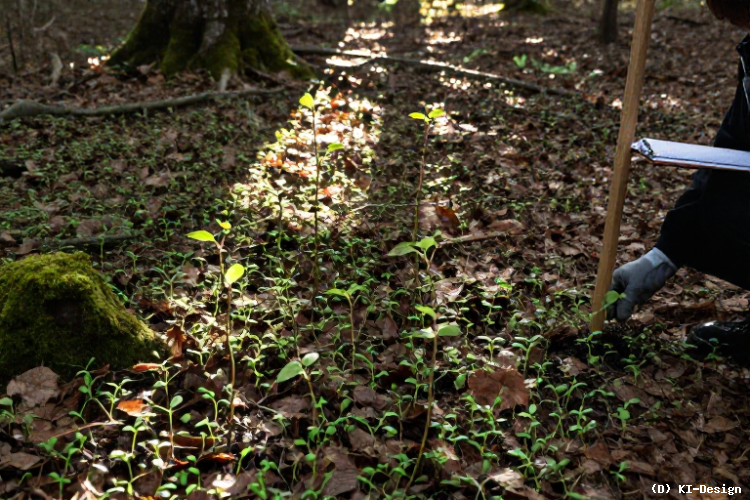 Einfluss der frühen Wachstumsphase auf die langfristige Überlebensfähigkeit von Bäumen** Einfluss der frühen Wachstumsphase auf die langfristige Überlebensfähigkeit von Bäumen**